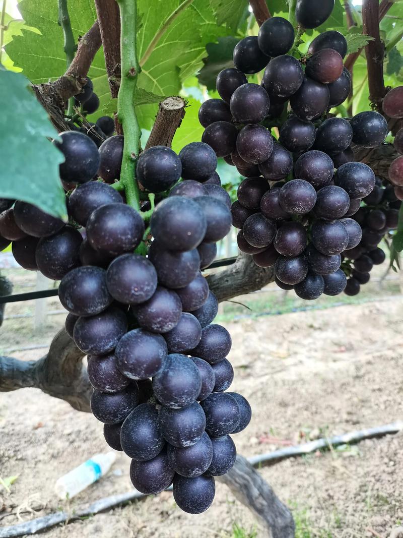 有机蔬菜选择小贴士：让餐桌回归自然